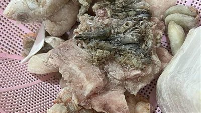 أخبار الجيزة اليوم: إعدام أسماك ولحوم فاسدة وتطهير العشوائيات في حملات مكبرة | صور