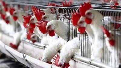 رئيس اتحاد الدواجن: المزارع تتسلم حصتها من الأعلاف خلال يومين