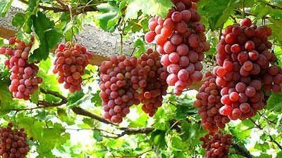 العنب الأحمر 13 جنيها.. أسعار الفاكهة اليوم الإثنين 17-10-2022 في الدقهلية