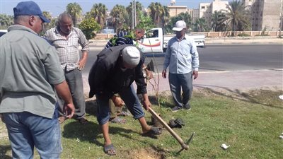 محافظ الإسكندرية: زراعة 18 ألف شجرة خلال 8 أسابيع