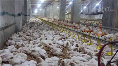  أسعار الدواجن والطيور اليوم الثلاثاء 18-10-2022 بالدقهلية