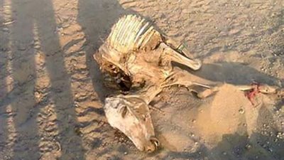 تحقيقات موسعة لكشف لغز العثور على حمير نافقة وهياكل عظمية بصحراء الجيزة 