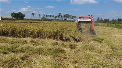 الزراعة: حصاد 99% من الأرز وإنتاج أكثر من 30 ألف طن أسمدة عضوية