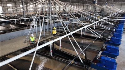 الرمال السوداء 