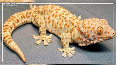 8 طرق طبيعية لمكافحة الأبراص في الأماكن السكنية | إنفوجراف