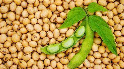 هل ترتفع أسعار الدواجن بعد زيادة فول الصويا؟.. الشعبة تجيب