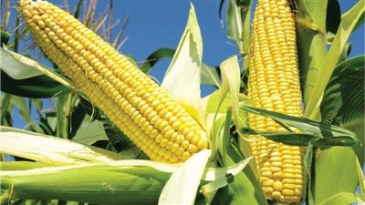 بعد أزمة إعدام الكتاكيت.. تعرف على فاتورة استيراد مصر من الذرة في أول 7 أشهر من 2022