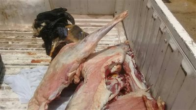 ضبط 4 أطنان لحوم مذبوحة خارج المجزر بختم مقلد في حي شمال الجيزة