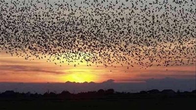 حقيقة هجوم أسراب الزرازير على الحقول الزراعية في ولاية سودانية