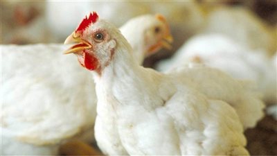 أسعار الدواجن اليوم السبت 22-10-2022 في البحيرة 