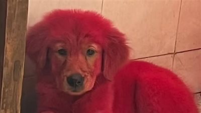 هوس الترند يدفع شابا لصبغ كلبه باللون البمبي| صور