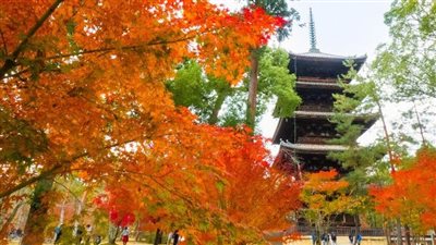 للأثرياء فقط.. 132 ألف جنيه سعر الإقامة ليلة واحدة في معبد ياباني | صور