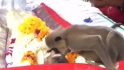 فيديو مؤثر لقرد.. في الوداع الأخير لصاحبه | فيديو