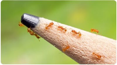 النملة الكهربائية تثير القلق في فرنسا 