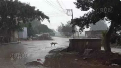  رعد وبرق وغيوم.. أمطار غزيرة على كافة مدن الغربية| فيديو وصور