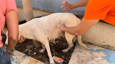 تحصين كلاب حدائق الأهرام من السعار | صور