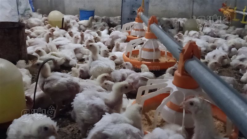  أسعار الدواجن بمحافظة