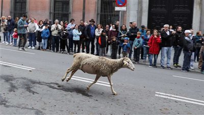 أغنام تقطع شوارع مدريد في هجرتها للمراعي الشتوية