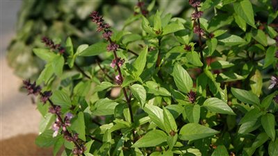 فوائد الريحان.. يقوي المناعة وينقص وزنك وقدميه لأبنائك كحشوة بيتزا 