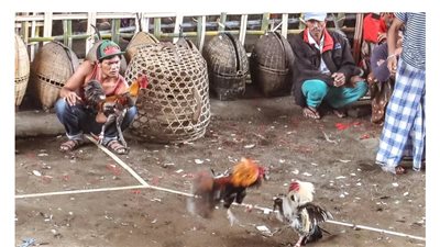 عودة مصارعة الديوك في الفلبين بعد انحسار كورونا