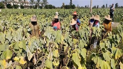 بعد حصاد عباد الشمس في ديرب نجم.. زراعة الشرقية:نستخدم مخلفاته كعلف للحيوان