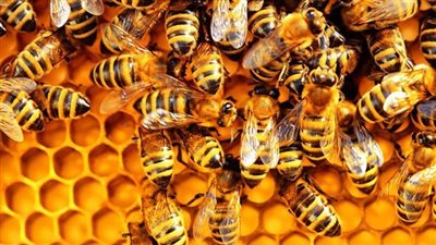 تغير المناخ في فلسطين يتسبب في خروج النحل من سُباته الشتوي باكرًا