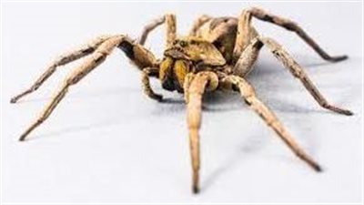 تفسير رؤية العنكبوت في المنام وعلاقته بالخداع والاحتيال وأصدقاء السوء 