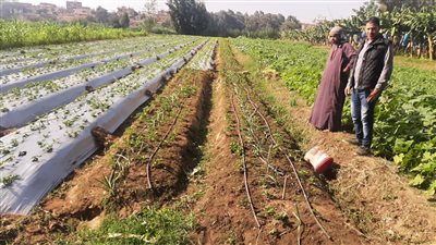 تمويل 90 مشروعا اقتصاديا ضمن إقراض الأسر في المنوفية 