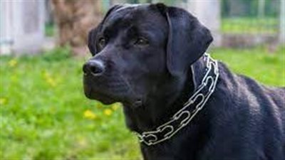 تفسير رؤية الكلب الأسود في المنام وعلاقته بالانتصار على الأعداء