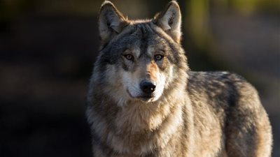 الذئاب مهدده بالانقراض.. والسبب التغيرات المناخية 