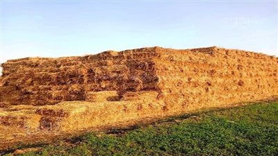 البيئة تتفقد المساحة المزروعة من الأرز بالمحافظات لمواجهة السحابة السوداء