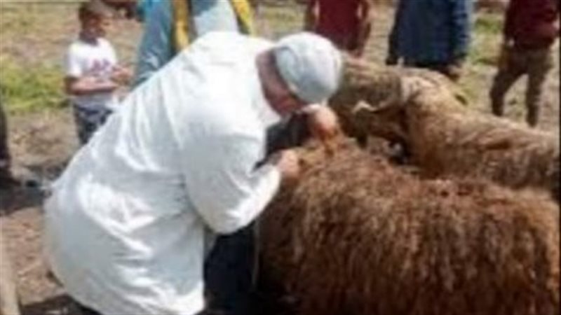 تحصين الماشية بالبحيرة