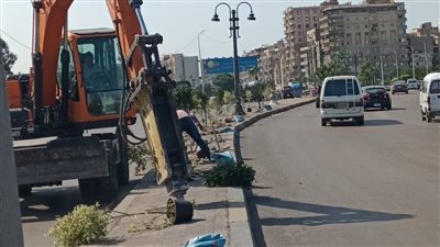 محافظ الإسكندرية: زرعنا 3879 شجرة بالشوارع خلال أسبوعين