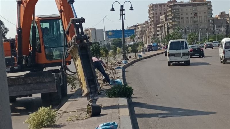 زراعة الاشجار فى