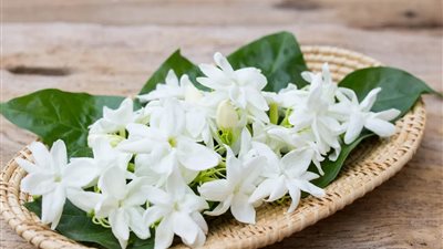 مصر الأولى عالميا في إنتاج الياسمين.. 7 معلومات عن النباتات العطرية والطبية