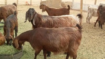 تحصين 30 ألف رأس من الأغنام والماعز ضد طاعون المجترات في بني سويف