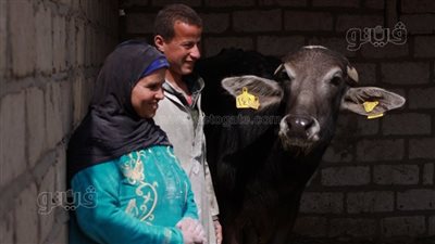 تضامن الغربية: تسليم 1469 رأس ماشية للأسر الأولى بالرعاية بالقرى والمراكز