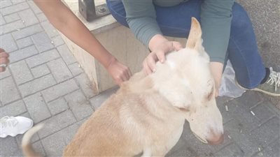 بيطري الجيزة يشن حملة لتطعيم كلاب الشوارع ضد السعار | صور 