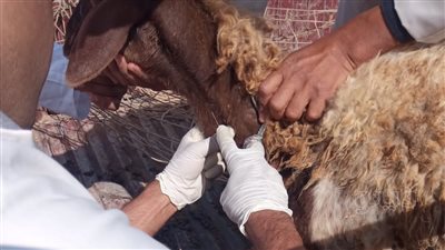 علاج 8 آلاف حالة ماشية وطيور في قافلة بيطرية بمطروح