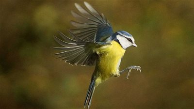 8425 ميلًا دون توقف.. طائر صغير يحقق رقمًا قياسيًا لأطول رحلة