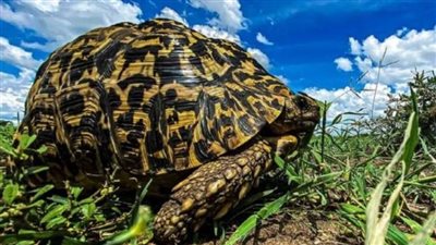 كويتي يفوز بالجائزة الشرفية في مسابقة للتصوير الفوتوغرافي بكينيا