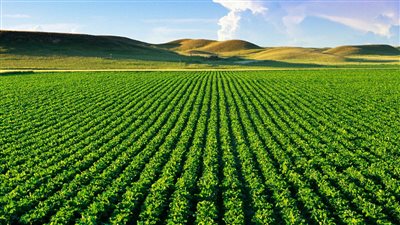  تفسير حلم الزرع في المنام وعلاقته بالخير الكثير والرزق الوفير 