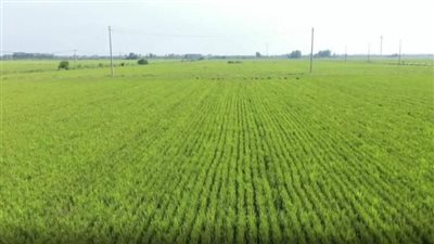 الصين تشهد حصادا وفيرا في الأرز رغم ارتفاع الحرارة