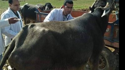 جامعة الزفازيق: تحصين 3 آلاف حيوان وطائر بقافلة طبية
