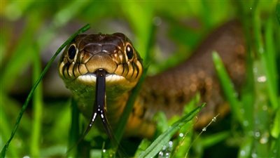 بسبب نقص الترياق.. الثعابين تقتل 51 ألفًا في الهند خلال عام واحد