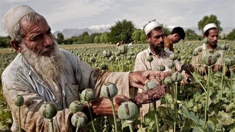 الأفيون في أفغانستان