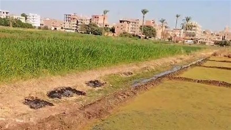  زراعة نبات الازولا