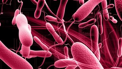 الخطر يقترب.. القصة الكاملة لتحذير الصحة العالمية من مرض قاتل يهدد البشرية 