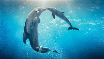 ارتفاع عدد ضحايا هجمات الدلافين في اليابان (فيديو)