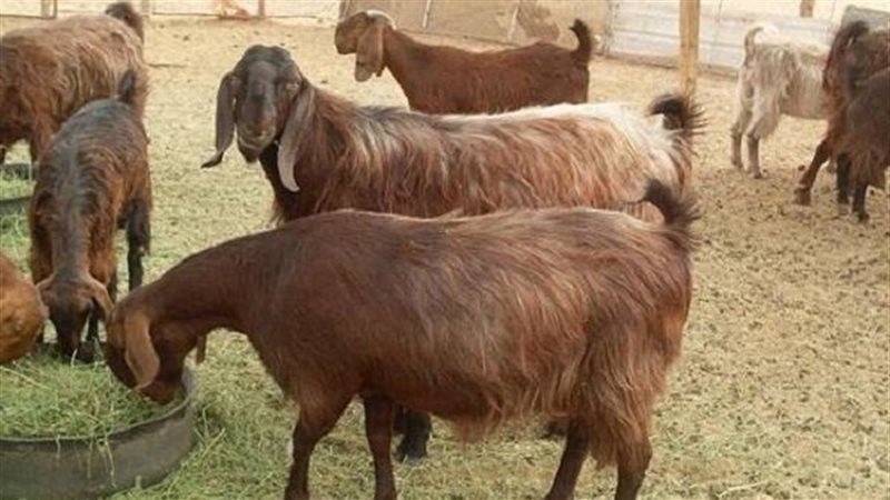 تحصين 28 ألف رأس